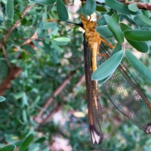 Nymphes myrmeleonoides at Aranda, ACT - 12 Jan 2022