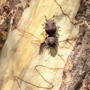 Platycoris rotundatus at Aranda, ACT - 12 Jan 2022