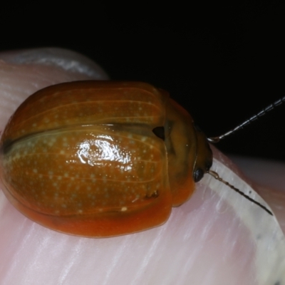 Paropsisterna cloelia (Eucalyptus variegated beetle) at Mulloon, NSW - 9 Jan 2022 by jb2602