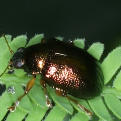 Edusella sp. (genus) (A leaf beetle) at Mongarlowe River - 10 Jan 2022 by jb2602