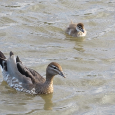 Chenonetta jubata (Australian Wood Duck) at Franklin, ACT - 4 Jan 2022 by Christine