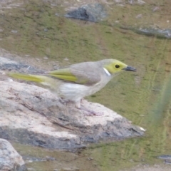 Ptilotula penicillata (White-plumed Honeyeater) at Gungaderra Creek Ponds - 4 Jan 2022 by Christine