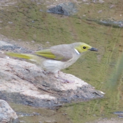 Ptilotula penicillata (White-plumed Honeyeater) at Franklin, ACT - 4 Jan 2022 by Christine