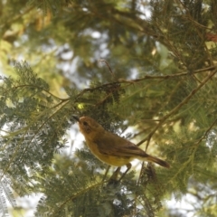 Acanthiza nana (Yellow Thornbill) at Murrumbateman, NSW - 12 Jan 2022 by SimoneC