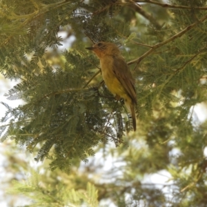 Acanthiza nana at Murrumbateman, NSW - 12 Jan 2022