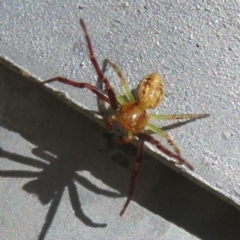 Thomisidae (family) (Unidentified Crab spider or Flower spider) at Coombs, ACT - 8 Jan 2022 by Christine