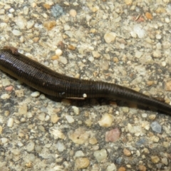 Hirudinea sp. (Class) (Unidentified Leech) at Isabella Plains, ACT - 9 Jan 2022 by Christine