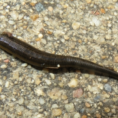 Hirudinea sp. (Class) (Unidentified Leech) at Isabella Plains, ACT - 9 Jan 2022 by Christine