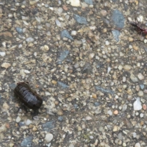 Hirudinea sp. (Class) at Isabella Plains, ACT - 9 Jan 2022 11:55 AM