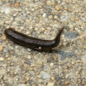 Hirudinea sp. (Class) at Isabella Plains, ACT - 9 Jan 2022 11:55 AM