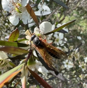 Thynninae (subfamily) at Murrumbateman, NSW - 11 Jan 2022