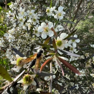 Thynninae (subfamily) at Murrumbateman, NSW - 11 Jan 2022