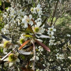 Thynninae (subfamily) at Murrumbateman, NSW - 11 Jan 2022