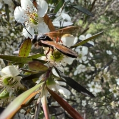 Thynninae (subfamily) at Murrumbateman, NSW - 11 Jan 2022