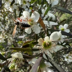 Thynninae (subfamily) at Murrumbateman, NSW - 11 Jan 2022