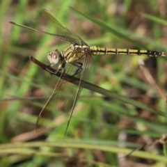 Orthetrum caledonicum (Blue Skimmer) at Cook, ACT - 11 Jan 2022 by Tammy