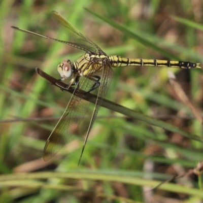 Orthetrum caledonicum (Blue Skimmer) at Mount Painter - 11 Jan 2022 by Tammy