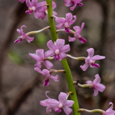 Dipodium roseum (Rosy Hyacinth Orchid) at Wingello, NSW - 11 Jan 2022 by Aussiegall