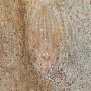 Ledromorpha planirostris at Acton, ACT - 12 Jan 2022 11:11 AM