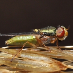 Odontomyia decipiens (Green Soldier Fly) at Acton, ACT - 7 Jan 2022 by TimL