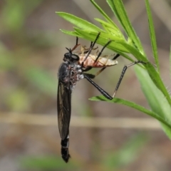 Neosaropogon sp. (genus) (A robber fly) at ANBG - 12 Jan 2022 by TimL