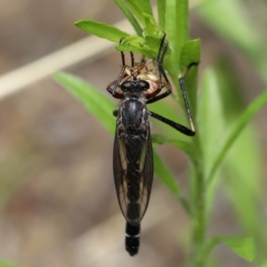 Neosaropogon sp. (genus) at Acton, ACT - 12 Jan 2022