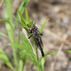 Neosaropogon sp. (genus) at Acton, ACT - 12 Jan 2022