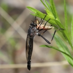 Neosaropogon sp. (genus) at Acton, ACT - 12 Jan 2022