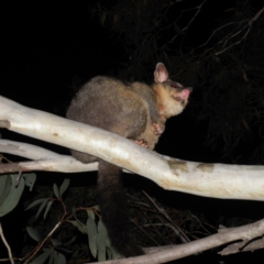 Trichosurus vulpecula (Common Brushtail Possum) at Namadgi National Park - 9 Jan 2022 by MatthewFrawley