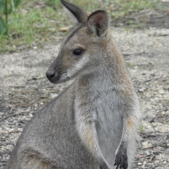 Notamacropus rufogriseus (Red-necked Wallaby) at Tennent, ACT - 10 Jan 2022 by MatthewFrawley