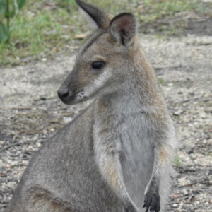 Notamacropus rufogriseus at Tennent, ACT - 10 Jan 2022