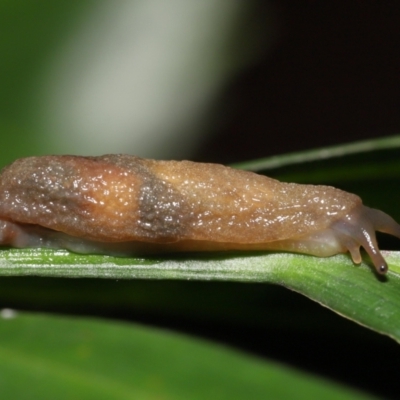 Cystopelta sp. (genus) (Unidentified Cystopelta Slug) at ANBG - 7 Jan 2022 by TimL