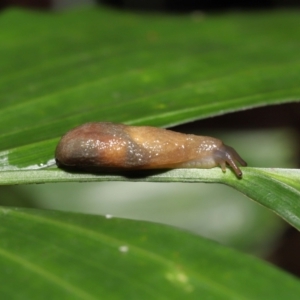 Cystopelta sp. (genus) at Acton, ACT - 7 Jan 2022