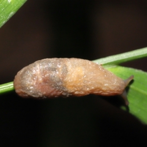 Cystopelta sp. (genus) at Acton, ACT - 7 Jan 2022