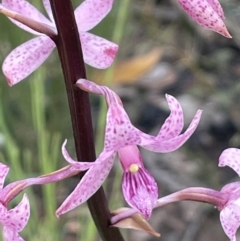 Dipodium roseum (Rosy Hyacinth Orchid) at Booth, ACT - 12 Jan 2022 by JaneR