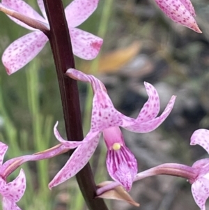 Dipodium roseum at Booth, ACT - suppressed