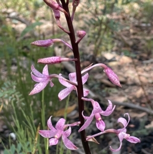 Dipodium roseum at Booth, ACT - suppressed