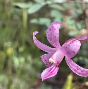 Dipodium roseum at Booth, ACT - suppressed