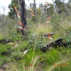 Rytidosperma pallidum at Mount Clear, ACT - 12 Jan 2022 10:51 AM