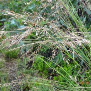 Rytidosperma pallidum at Mount Clear, ACT - 12 Jan 2022 10:51 AM