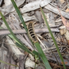 Pterolocera (genus) (Antheliid moth) at Mount Clear, ACT - 12 Jan 2022 by GirtsO