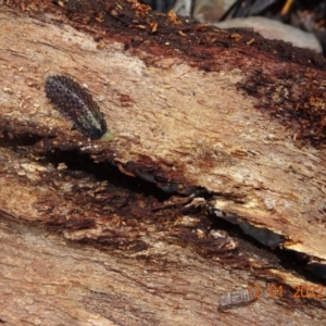 Chrysomelidae sp. (family) at Mount Clear, ACT - 12 Jan 2022