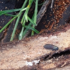 Chrysomelidae sp. (family) at Mount Clear, ACT - 12 Jan 2022