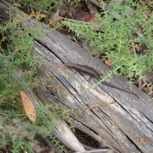 Pseudemoia entrecasteauxii at Mount Clear, ACT - 12 Jan 2022 12:53 PM