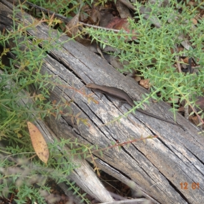 Pseudemoia entrecasteauxii (Woodland Tussock-skink) at Mount Clear, ACT - 12 Jan 2022 by GirtsO