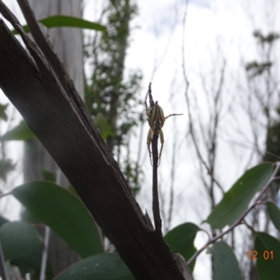 Plebs bradleyi (Enamelled spider) at Mount Clear, ACT - 12 Jan 2022 by GirtsO