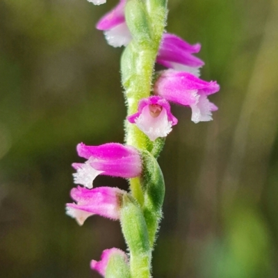 Spiranthes australis (Austral Ladies Tresses) at Hyams Beach, NSW - 12 Jan 2022 by RobG1