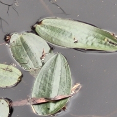 Ottelia ovalifolia subsp. ovalifolia (Swamp Lily) at Stromlo, ACT - 12 Jan 2022 by tpreston