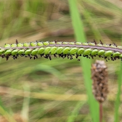 Paspalum dilatatum (Paspalum) at Stromlo, ACT - 12 Jan 2022 by tpreston