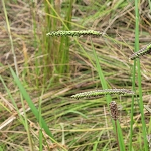 Paspalum dilatatum at Stromlo, ACT - 13 Jan 2022